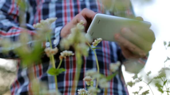 A young farmer working in a buckwheat field enters information on a smartphone.