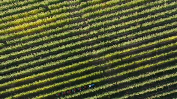 An Orchard From Aerial View