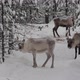Reindeerforest - VideoHive Item for Sale