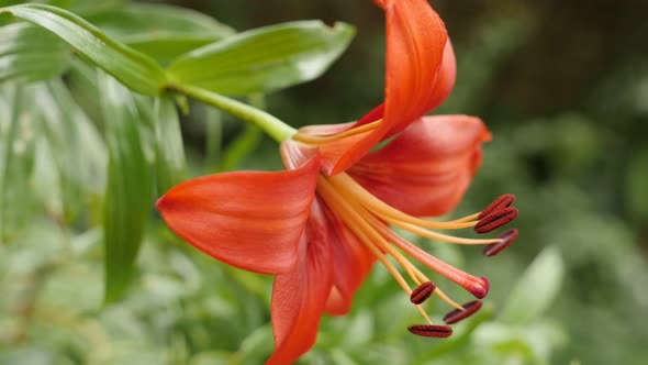 Macro of herbaceous tiger lily   flower shallow DOF 4K 2160p 30fps UltraHD footage - Close-up detail