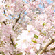 Flowering Cherry - VideoHive Item for Sale