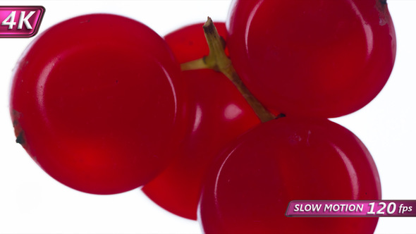 Squeezing Berries Of Viburnum On A Twig