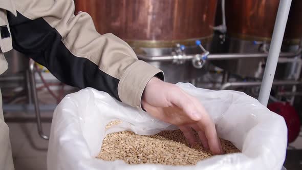Brewery Concept. Pale Pilsener Malt Grains in Hands. Ingredient for Beer
