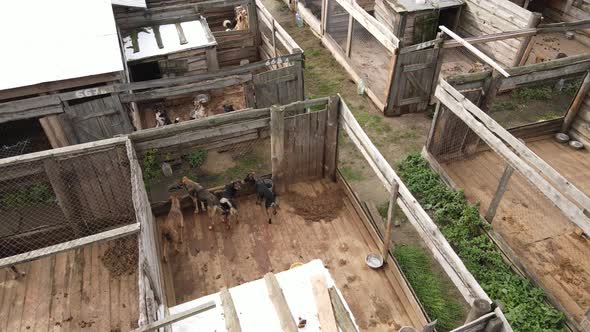 Dogs at the Shelter. Aerial View Slow Motion