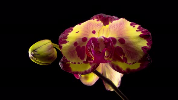 Blooming Yellow - Magenta Orchid Phalaenopsis Flower 