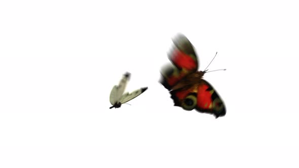 Flying Butterflies