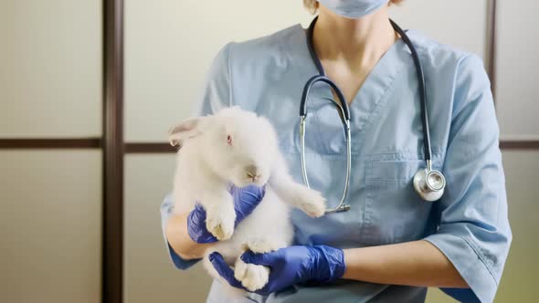 Female Doctor Holding a White Rabbit in Her Arms Complete Pet Physical Checkup