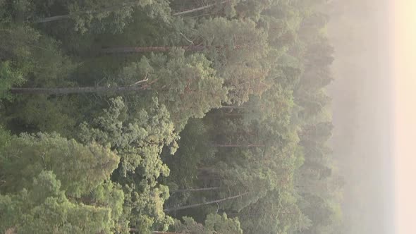 Vertical Video of a Green Forest on a Summer Day