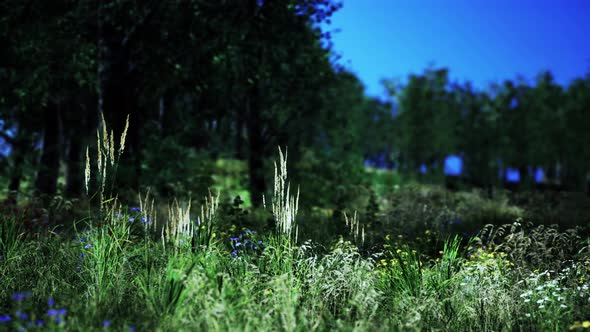 Beautiful Meadow in the Park