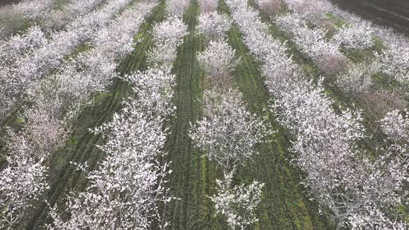 Aerial view of blossoming fruit trees