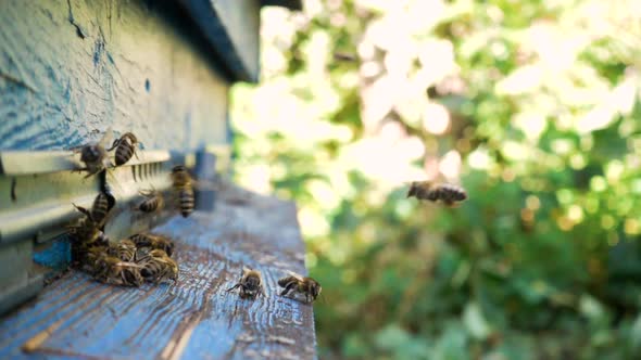 Bees Flying In And Out Beehive 12