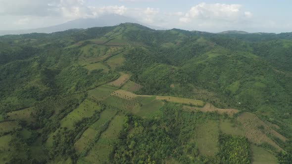 Palms and Agricultural Land in the Mountainous Province