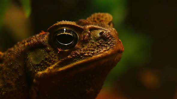 Veleten's toad close up in slow motion. Wildlife dark background.