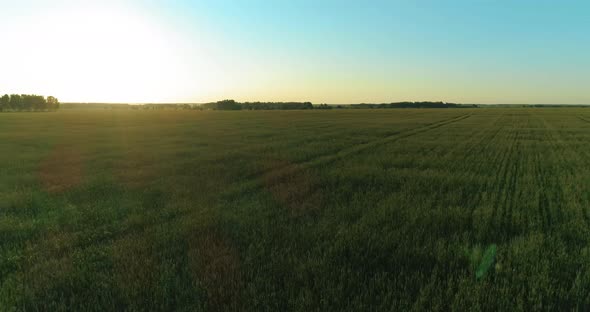 Low Altitude Flight Above Rural Summer Field with Endless Yellow Landscape at Summer Sunny Evening