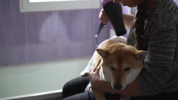 Joyful ethnic groomer blow drying dog ??fur