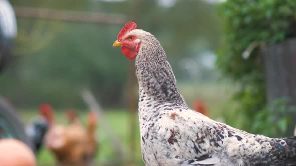 Hens feeding on traditional rural barnyard. Close up of chicken on barn yard. Free range