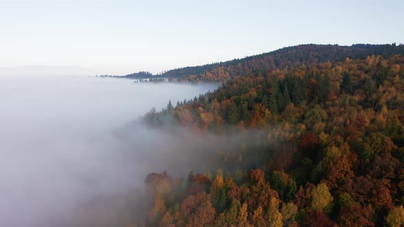 Misty Clouds Canopy Colorful Treetops Of Forest Mountain During Autumn. Tracking Left