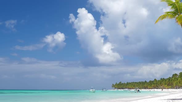 Coconut Palm Trees on White Sandy Beach at Caribbean Island