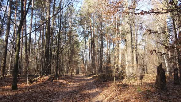 Forest with Trees in an Autumn Day