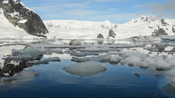 Crabeater Seals Lobodon Carcinophaga on Ice Floe in Plenau Bay Antarctic Peninsula