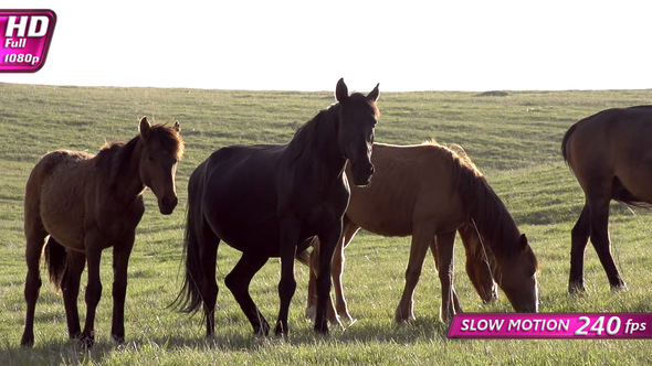 Herd Of Young Horses In The Light Of The Sun