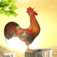 Rooster Crowing - VideoHive Item for Sale