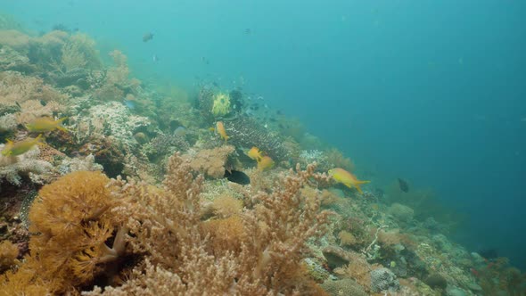 The Underwater World of a Coral Reef