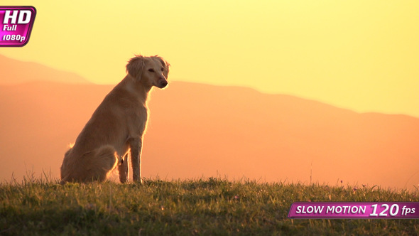 Hunting Dog Watching The Sunset