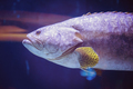 fish swimming in aquarium - PhotoDune Item for Sale