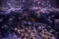 aquarium with colorful fishes - PhotoDune Item for Sale