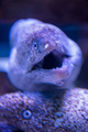 fish swimming in aquarium - PhotoDune Item for Sale