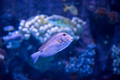 fish swimming in aquarium - PhotoDune Item for Sale