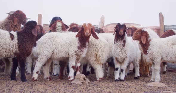 sheep staring at the camera in confusion with a background of many other sheep behind them