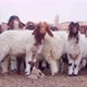 sheep staring at the camera in confusion with a background of many other sheep behind them - VideoHive Item for Sale