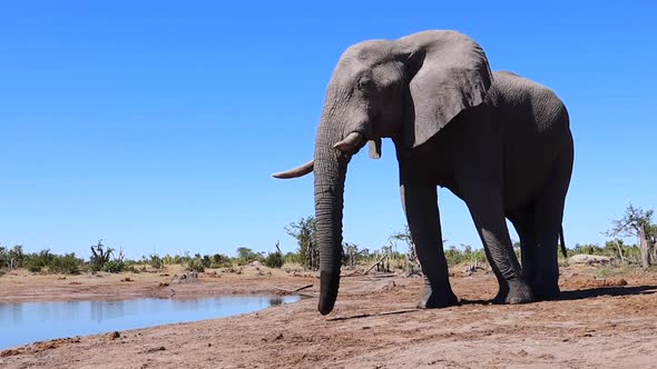 A single African Bush Elephant poses by desert pond in harsh sunlight