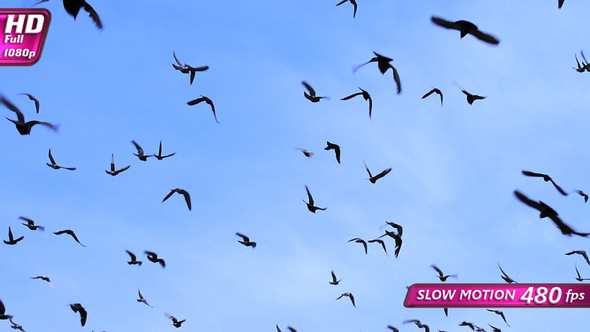 Huge Flock Of Birds Closes The Sky