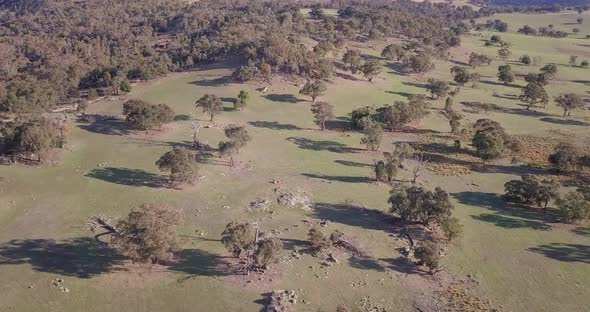 Aerial flight over forest in Australia with trees and mountains in  background, long distance shot m