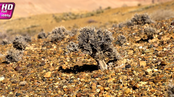 Vegetation Survival In Extreme Conditions