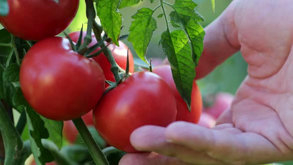 Farmer Inspects His Tomato Crop. Red Ripe Organic Tomatoes on the Branch. Male Hand Touching Ripe