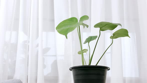 Monstera plant in a pot with bright green leaves placed on the table in the living room with white c