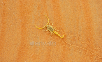 terygocerus, leaving its tracks on a sand dune in the Empty Quarter Desert.