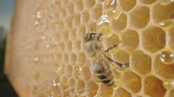 Bee Eating Honey From Honeycomb and Then Flies Away