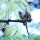 Birds make love in Sri Lanka - VideoHive Item for Sale
