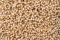 Background made of peeled pine nuts. - PhotoDune Item for Sale