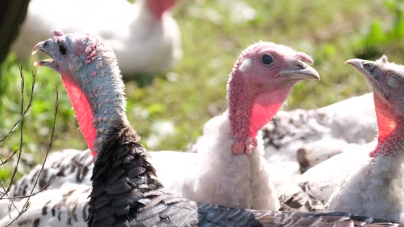 A Group of White Turkeys on a Farm Look Into the Camera Lens