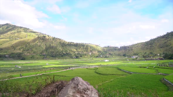 Green rice field