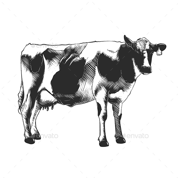 Hand Drawn Sketch of Cow
