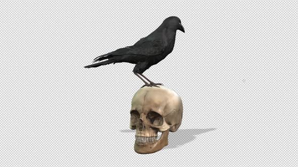 Skull And Raven