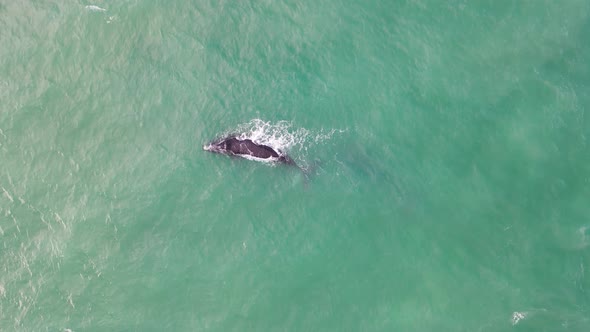 Aerial view of southern right whales in ocean, Western Cape, South Africa.