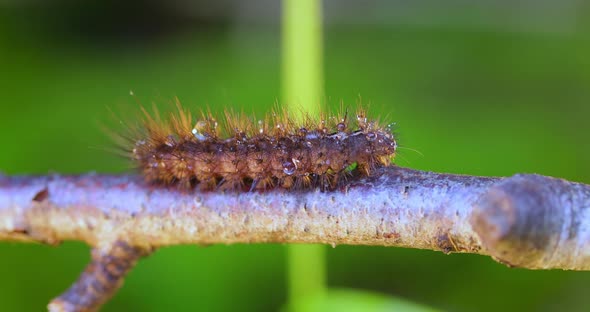 Caterpillar Phragmatobia Fuliginosa Also Ruby Tiger